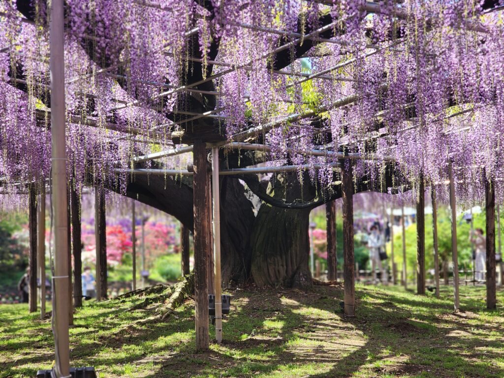 Asikaga-flower-park image